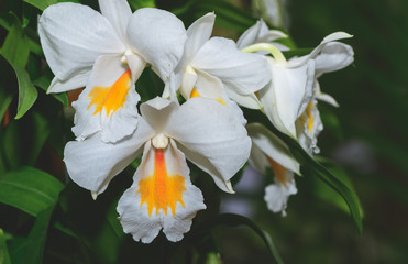 Hybrid white and yellow Cattleya flower orchids