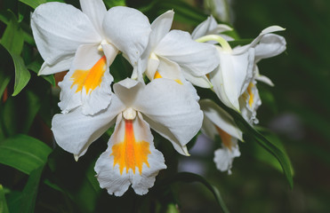 Fototapeta premium Hybrid white and yellow Cattleya flower orchids