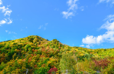Colorful forest on autumn season in jozankei,