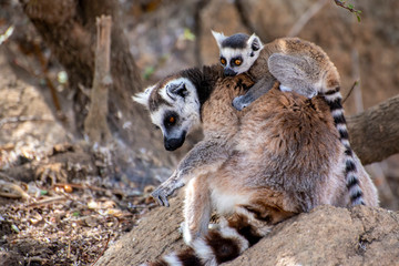 Ring Tailed Lemur  kata ,Close up Ring-tailed lemur baby and mother.Wild nature Madagascar © mirecca