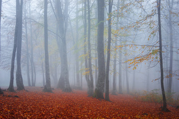 Sonbaharda sisli orman görünümü