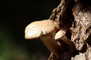 mushrooms in forest
