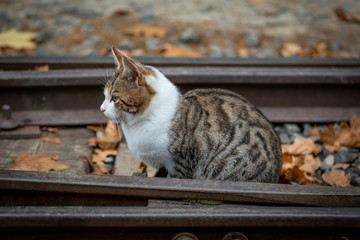 beautiful cat in the autumn park