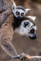 Ring Tailed Lemur  kata ,Close up Ring-tailed lemur baby and mother.Wild nature Madagascar