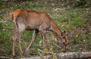 red deer in the forest