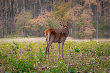 Obraz na płótnie Canvas red deer in the forest
