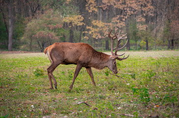 red deer in the forest