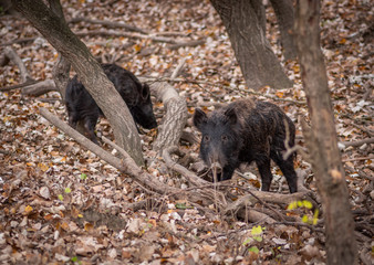 baby wild boar in the forest