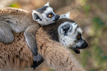 Ring Tailed Lemur  kata ,Close up Ring-tailed lemur baby and mother.Wild nature Madagascar