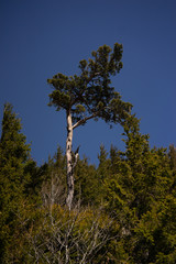 Fototapeta premium The crown of a tree