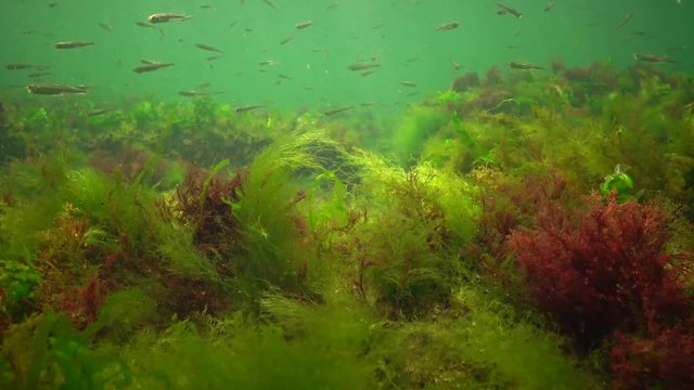 Photosynthesis in the sea, underwater landscape, fish  Atherina pontica. Green, red and brown algae on underwater rocks (Enteromorpha, Ulva, Ceramium, Polisiphonia). Gulf of Odessa, Black Sea
