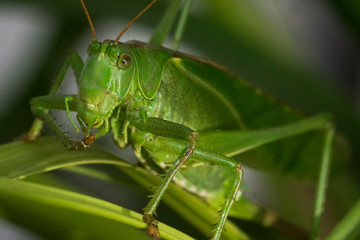 Grashüpfer Makro