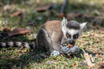 Ring Tailed Lemur  kata ,Close up Ring-tailed lemur baby .Wild nature Madagascar