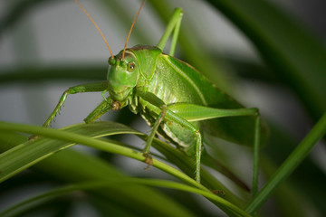 Grashüpfer Makro