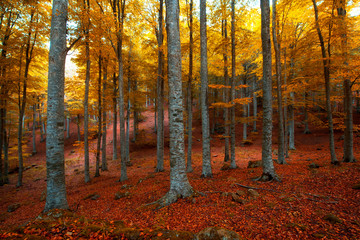 Obraz premium autumn in the forest