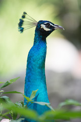 portrait of blue peacock