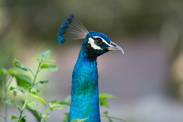 Fototapeta premium portrait of blue peacock
