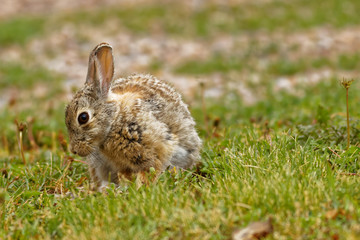 Cottontail Rabbit