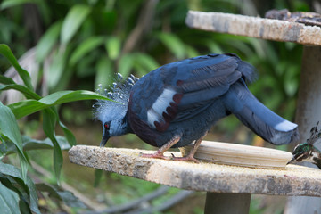 pigeon in park