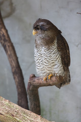 owl on tree