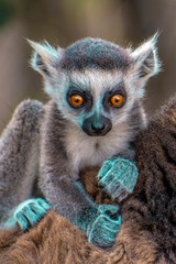 Ring Tailed Lemur  kata ,Close up Ring-tailed lemur baby 