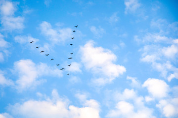 Migratory geese against the blue sky, Seasonal migration of birds