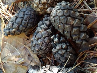  pine cones on autumn leaves