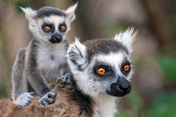 Ring Tailed Lemur  kata ,Close up Ring-tailed lemur baby and mother, mother breastfeeding her baby. Wild nature Magdagascar