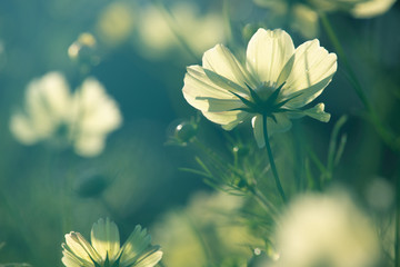 光の当たるコスモス