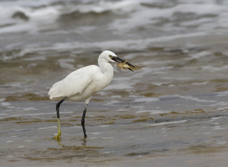 Little Egret Caught a Fish on Sea Shore