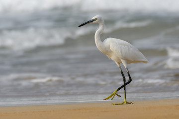 Little Egret Fishing on the Seashore