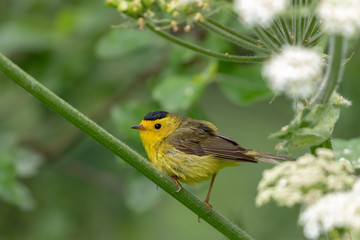 Wilsons Warbler