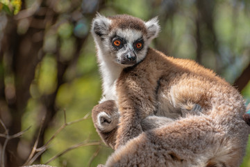 Naklejka na ściany i meble Ring Tailed Lemur kata ,Close up Ring-tailed lemur baby and mother, mother breastfeeding her baby. Wild nature Magdagascar