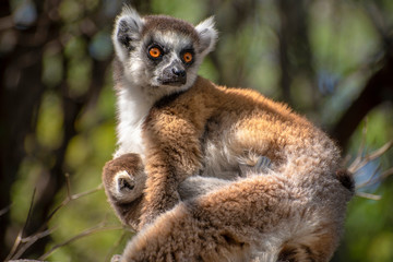 Ring Tailed Lemur  kata ,Close up Ring-tailed lemur baby and mother, mother breastfeeding her baby, wild nature Magdagascar