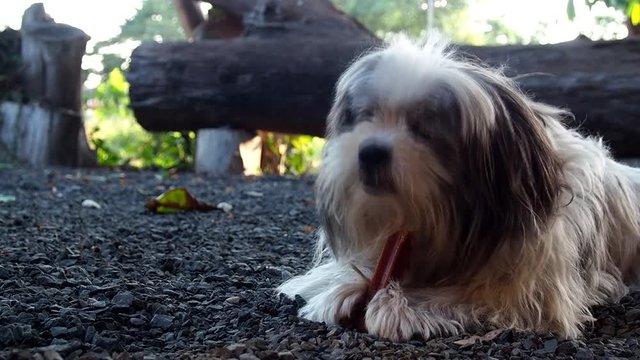Cute dog and her snack.