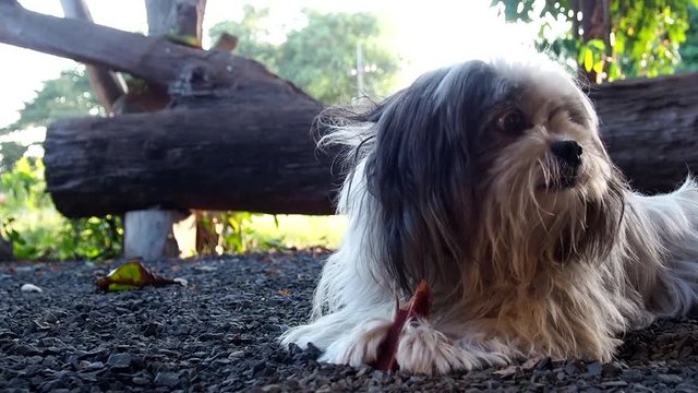 Cute dog and her snack.