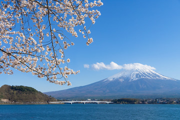 Naklejka premium Fuji mountain with snow cover on the top with cherry blossom.