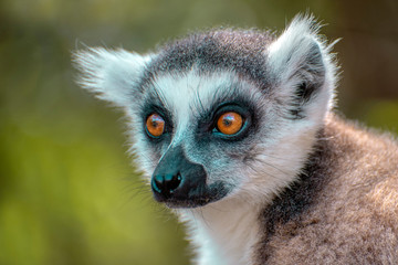 Ring Tailed Lemur  kata ,Portrait,Close up Ring-tailed lemur, Madagascar
