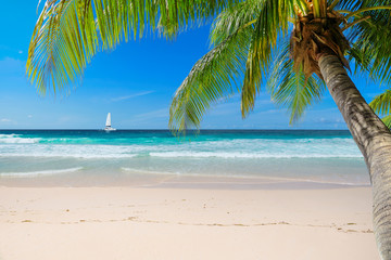 Fototapeta na wymiar Untouched sunny beach with palm and a sailing boat in the turquoise Caribbean sea on Jamaica Caribbean island.