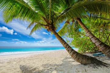 Papier Peint photo Caraïbes Untouched sandy beach with palm and turquoise sea on Jamaica island. Summer vacation and travel concept.