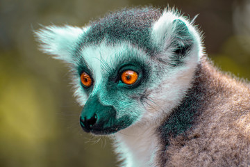 Ring Tailed Lemur  kata ,Portrait,Close up Ring-tailed lemur, Madagascar