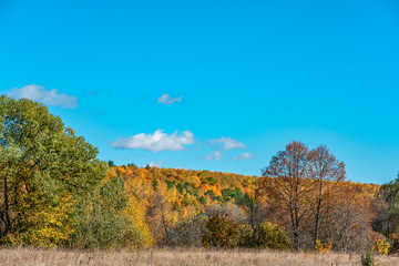 Fototapeta premium autumn landscape with trees and blue sky