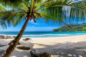 Fototapete Karibik Tropischer Strand. Sandstrand mit Palmen und türkisfarbenem Meer. Sommerferien und tropisches Strandkonzept.
