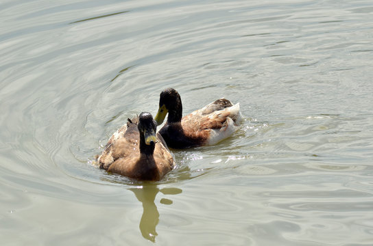 two duck