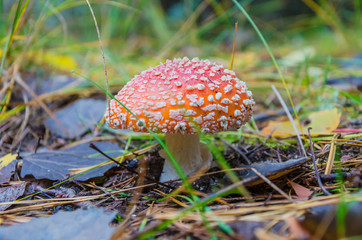 Beautiful toadstools grow in the woods on mosses and grass.