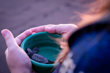 baby sea turtles in Monterrico Guatemala
