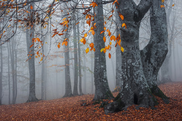 Sonbaharda sisli orman görünümü - obrazy, fototapety, plakaty