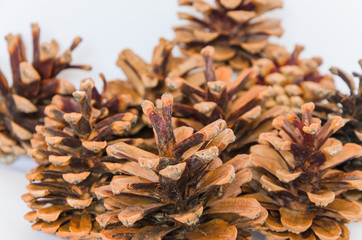 Brown pine cones isolated on white background