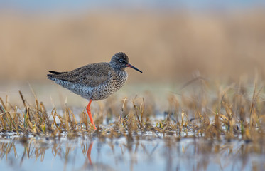 Common Redshank stands lonely on the shore in shallow waters 