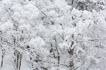 snow on trees, white background or nature texture